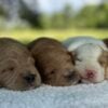 f1-b mini goldendoodle puppies