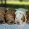 f1-b mini goldendoodle puppies