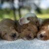 f1-b mini goldendoodle puppies