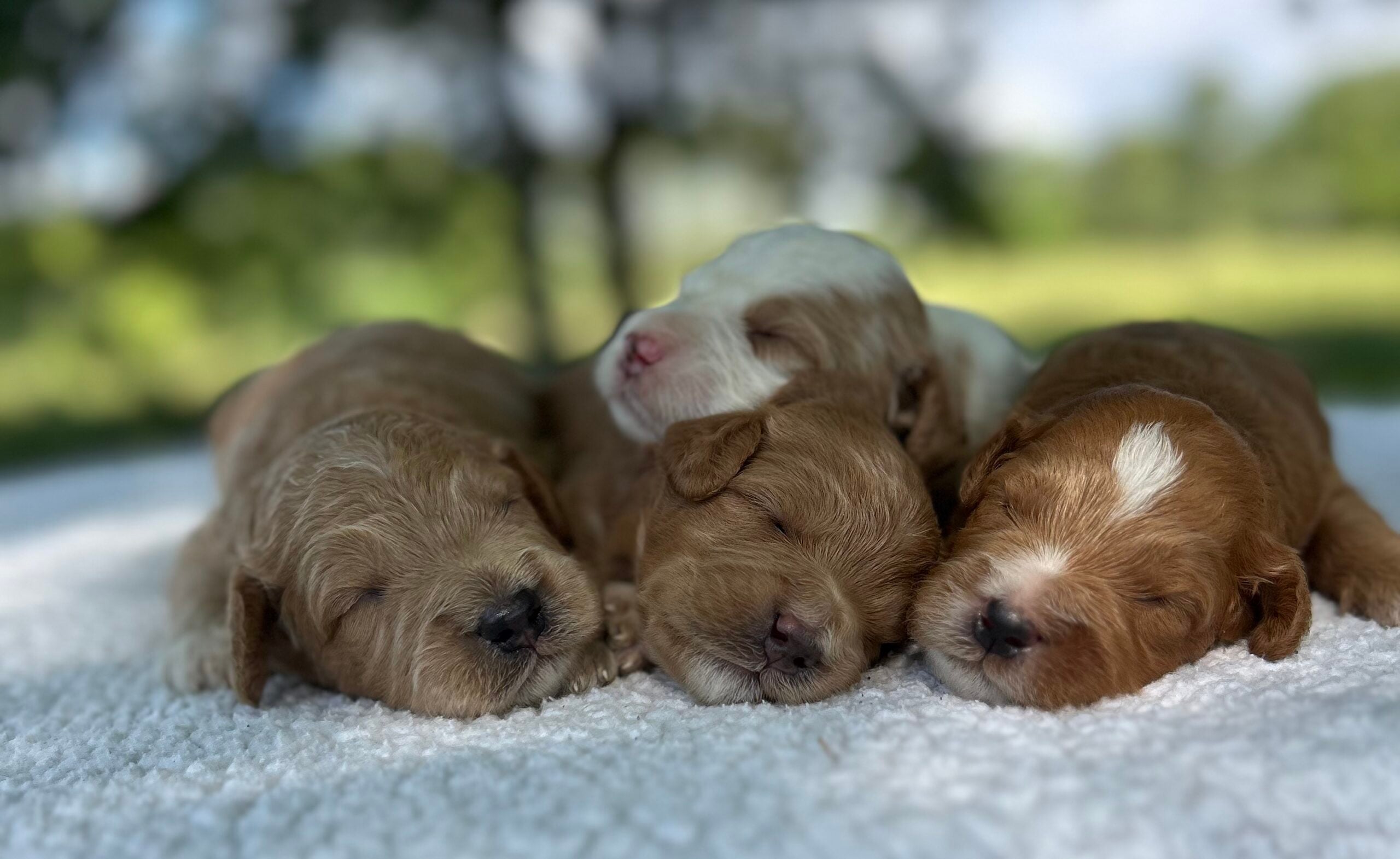 F1-B Mini Goldendoodle Puppies - Ace + Toffee – Image 3