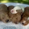 f1-b mini goldendoodle puppies