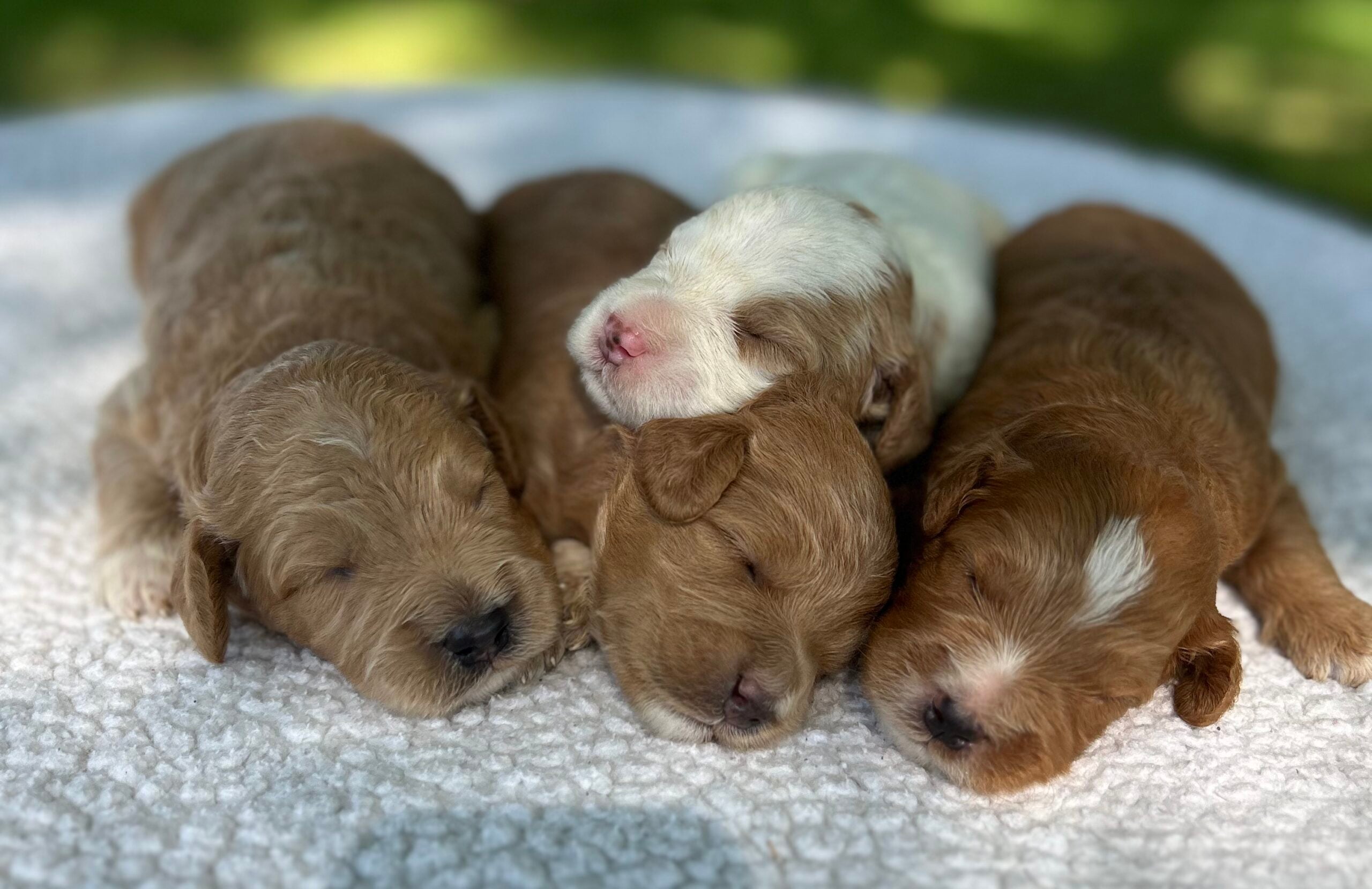 F1-B Mini Goldendoodle Puppies - Ace + Toffee – Image 2