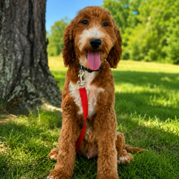 F1-B Mini Goldendoodle puppy