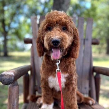 F1-B Mini Goldendoodle puppy