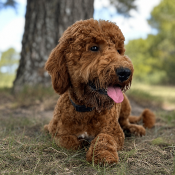 F1-B Mini Goldendoodle puppy