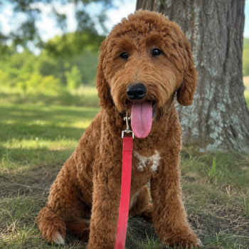F1-B Mini Goldendoodle puppy