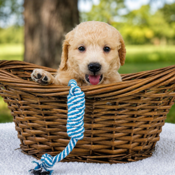 F1-B Mini Goldendoodle puppy