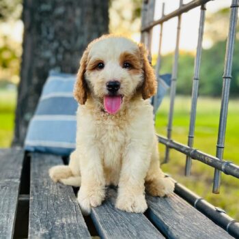 F1-B Mini Goldendoodle puppy