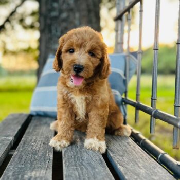 F1-B Mini Goldendoodle puppy