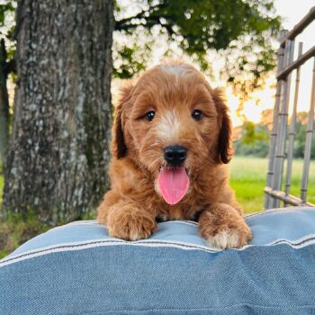F1-B Mini Goldendoodle puppy