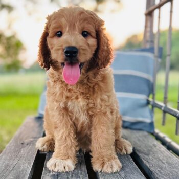 F1-B Mini Goldendoodle puppy