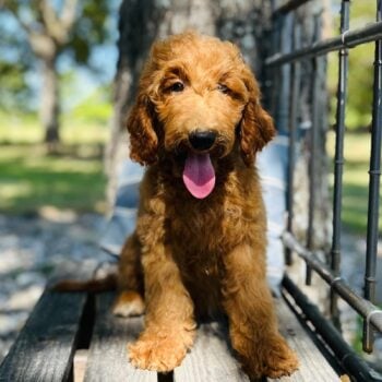 F1-B Mini Goldendoodle Puppy - Oakley