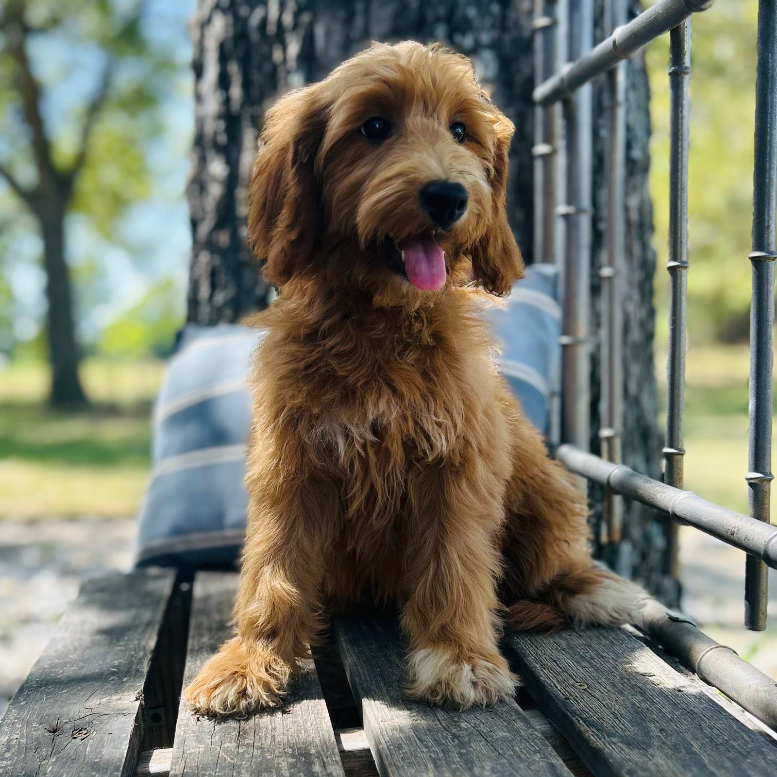 F1-B Mini Goldendoodle Puppy - Ocean 4 F1-B Mini Goldendoodle puppy F1-B Mini Goldendoodle Puppy - Ocean - Image 4