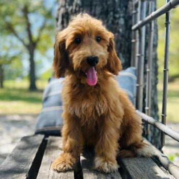 F1-B Mini Goldendoodle Puppy - Ocean