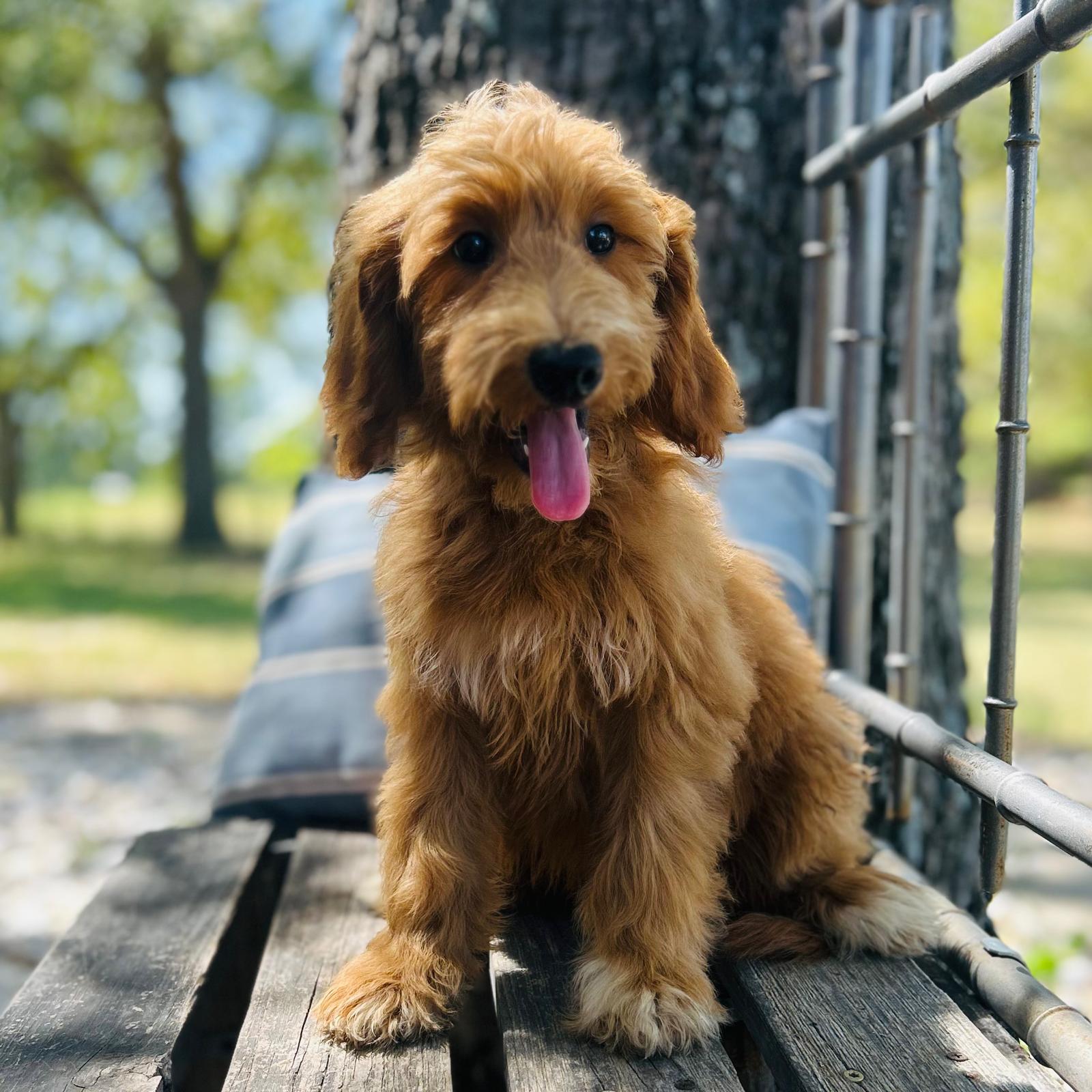 F1-B Mini Goldendoodle Puppy - Ocean 1 F1-B Mini Goldendoodle puppy F1-B Mini Goldendoodle Puppy - Ocean