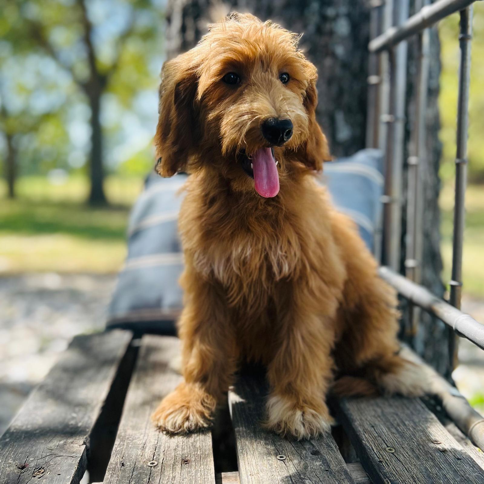 F1-B Mini Goldendoodle Puppy - Ocean 3 F1-B Mini Goldendoodle puppy F1-B Mini Goldendoodle Puppy - Ocean - Image 3