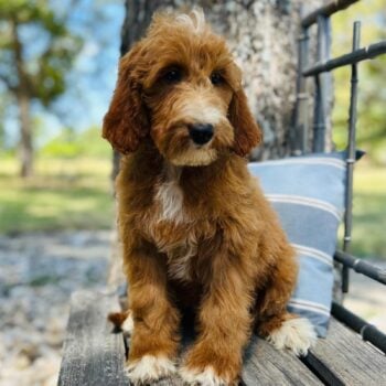 F1-B Mini Goldendoodle Puppy - Olga