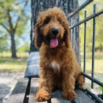 F1-B mini goldendoodle puppy