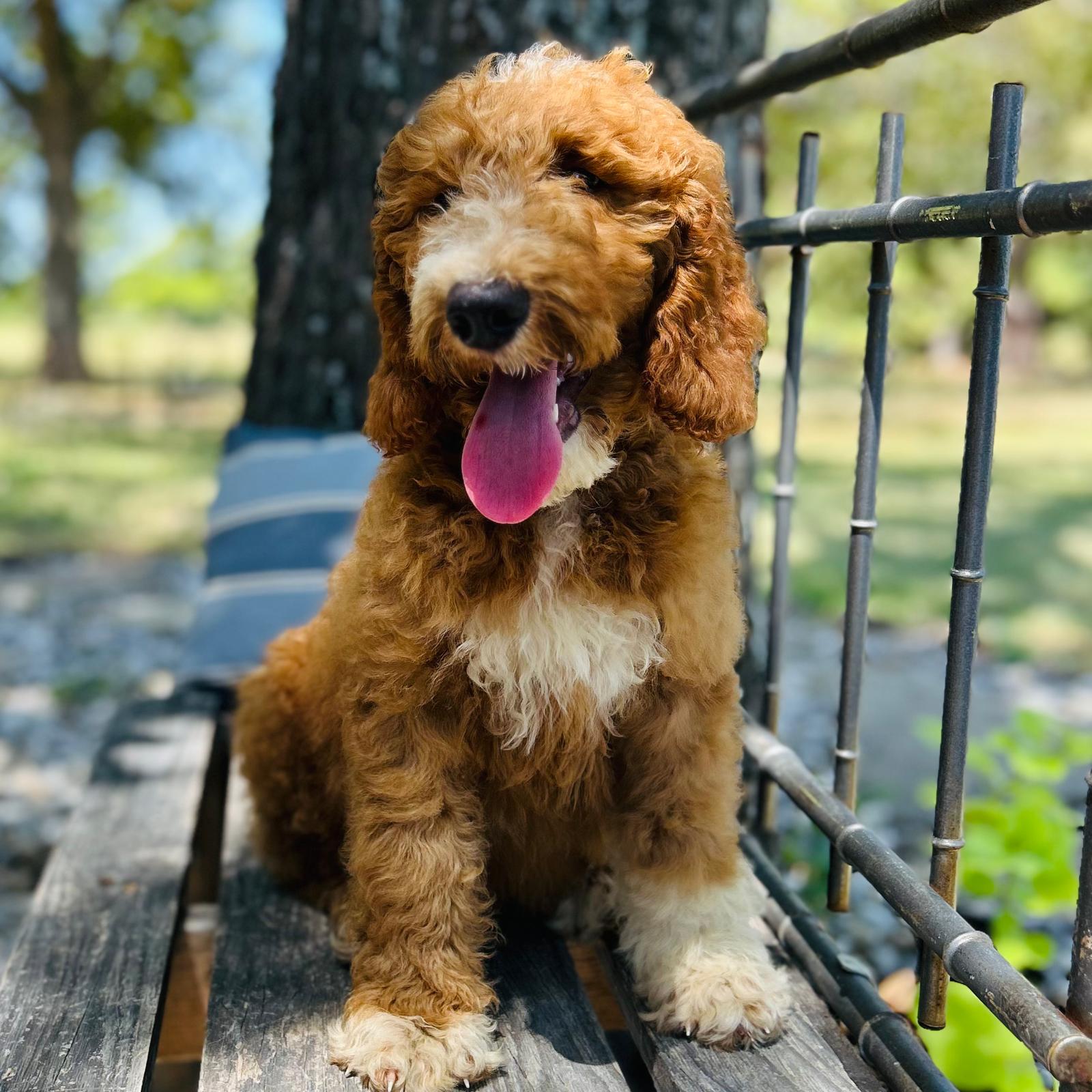 F1-B Mini Goldendoodle Puppy - Oliver 3 F1-B Mini Goldendoodle puppy F1-B Mini Goldendoodle Puppy - Oliver - Image 3