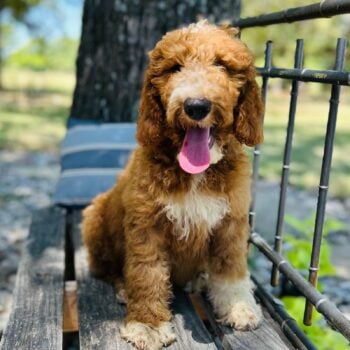 F1-B Mini Goldendoodle Puppy - Oliver