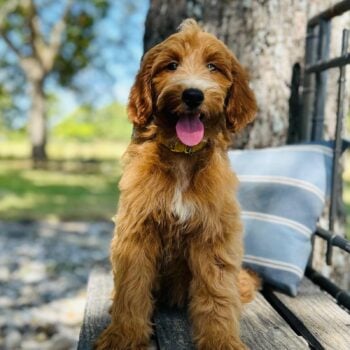 F1-B Mini Goldendoodle Puppy - Olivia