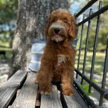 F1-B Mini Goldendoodle Puppy - Onya