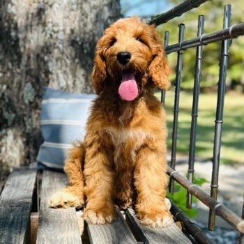 F1-B Mini Goldendoodle Puppy - Onyx