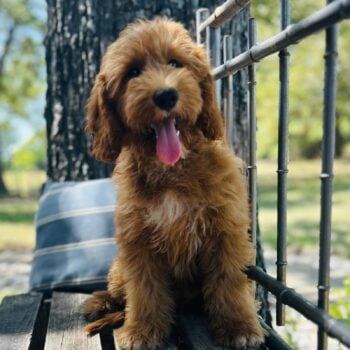 F1-B Mini Goldendoodle Puppy - Owen