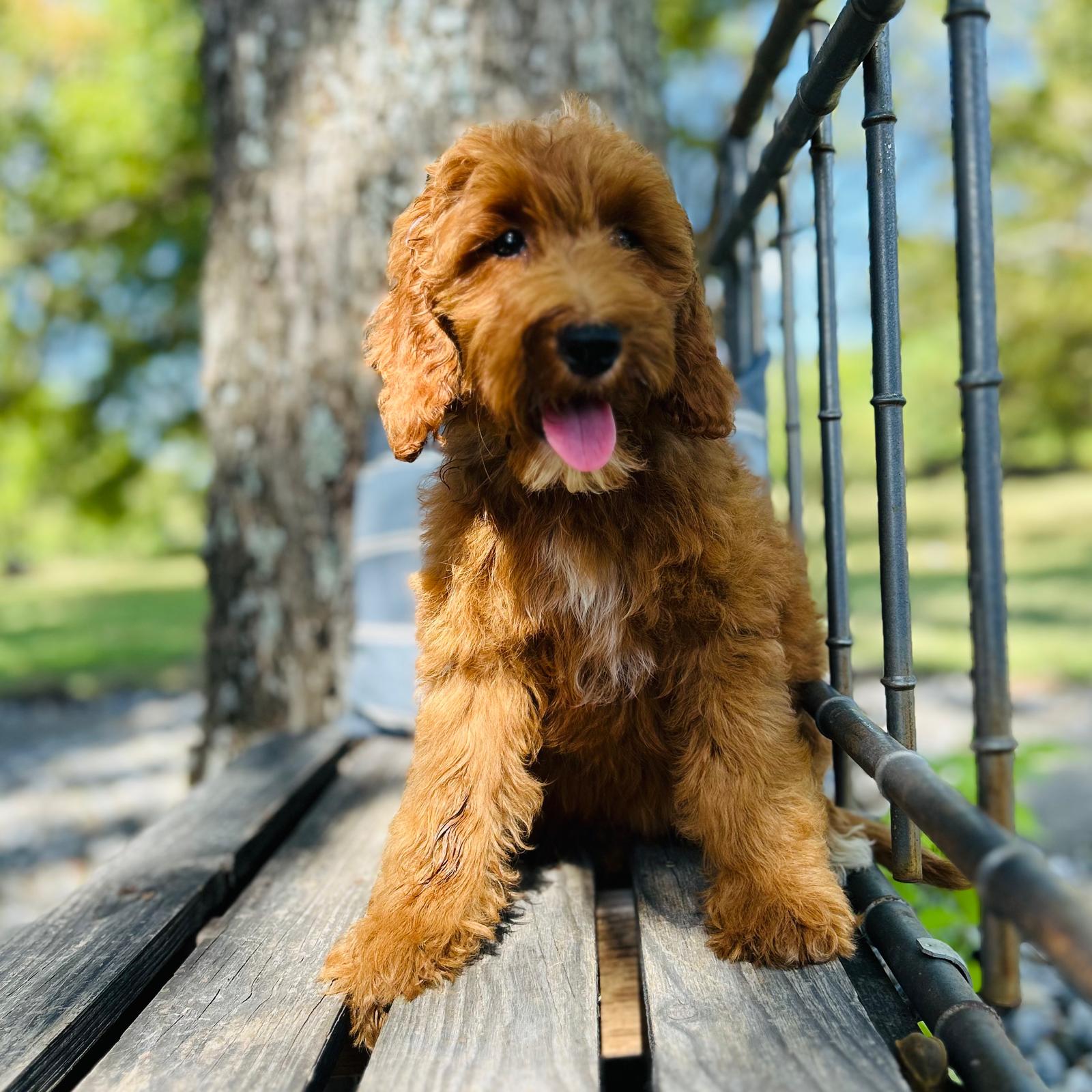 F1-B Mini Goldendoodle Puppy - Ozzy 3 F1-B Mini Goldendoodle puppy F1-B Mini Goldendoodle Puppy - Ozzy - Image 3
