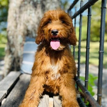 F1-B Mini Goldendoodle Puppy - Ozzy